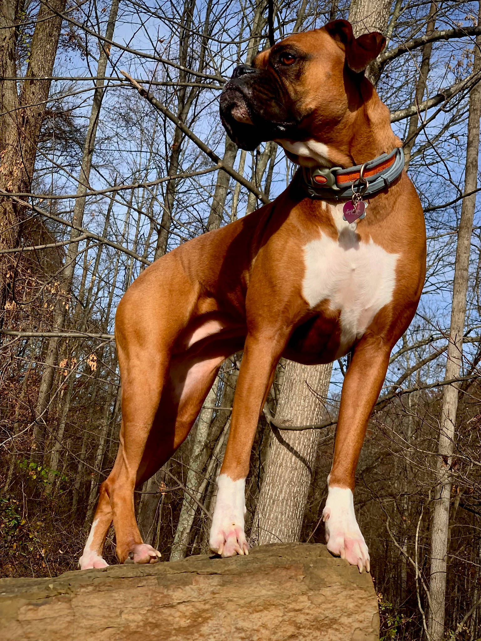 Sadie is registered to the contest to win money with this photo: art, boxer, canidae, carnivore, collar, companion_dog, dog, dog_breed, dog_collar, dog_supply, fawn, liver, pet_supply, plant, sky, sporting_group, tail, tree, working_animal, working_dog