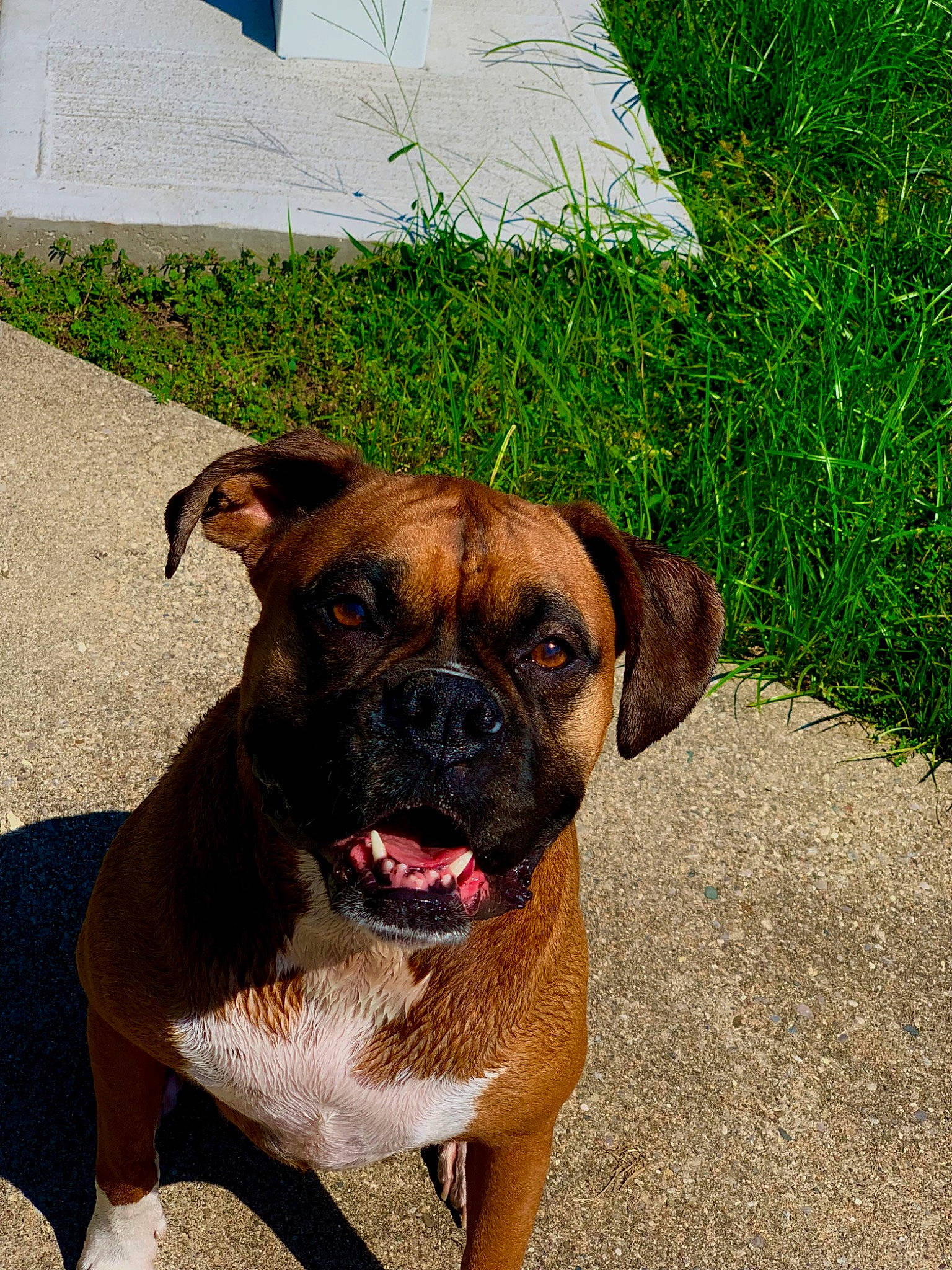 Sadie joined the competition — help win amazing prizes! ancient_dog_breeds, boxer, canidae, carnivore, collar, companion_dog, dog, dog_breed, dog_collar, fawn, grass, molosser, pet_supply, plant, snout, sporting_group, whiskers, working_animal, working_dog, wrinkle