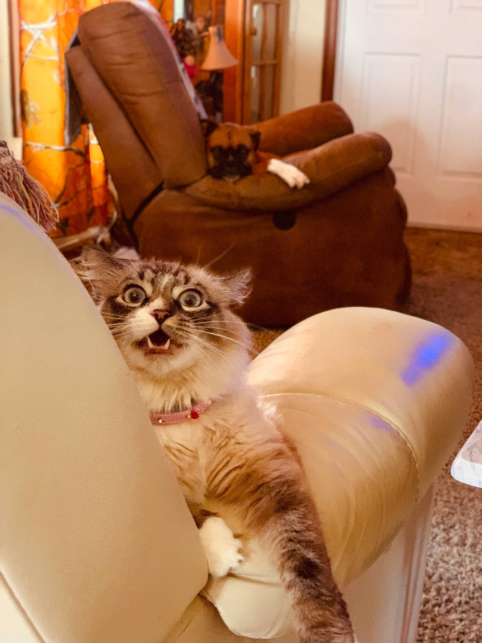 Jasmine joined the competition — help win amazing prizes! carnivore, cat, chair, comfort, companion_dog, couch, fawn, felidae, floor, flooring, furniture, interior_design, lamp, lighting, living_room, picture_frame, small_to_medium_sized_cats, whiskers, window, wood