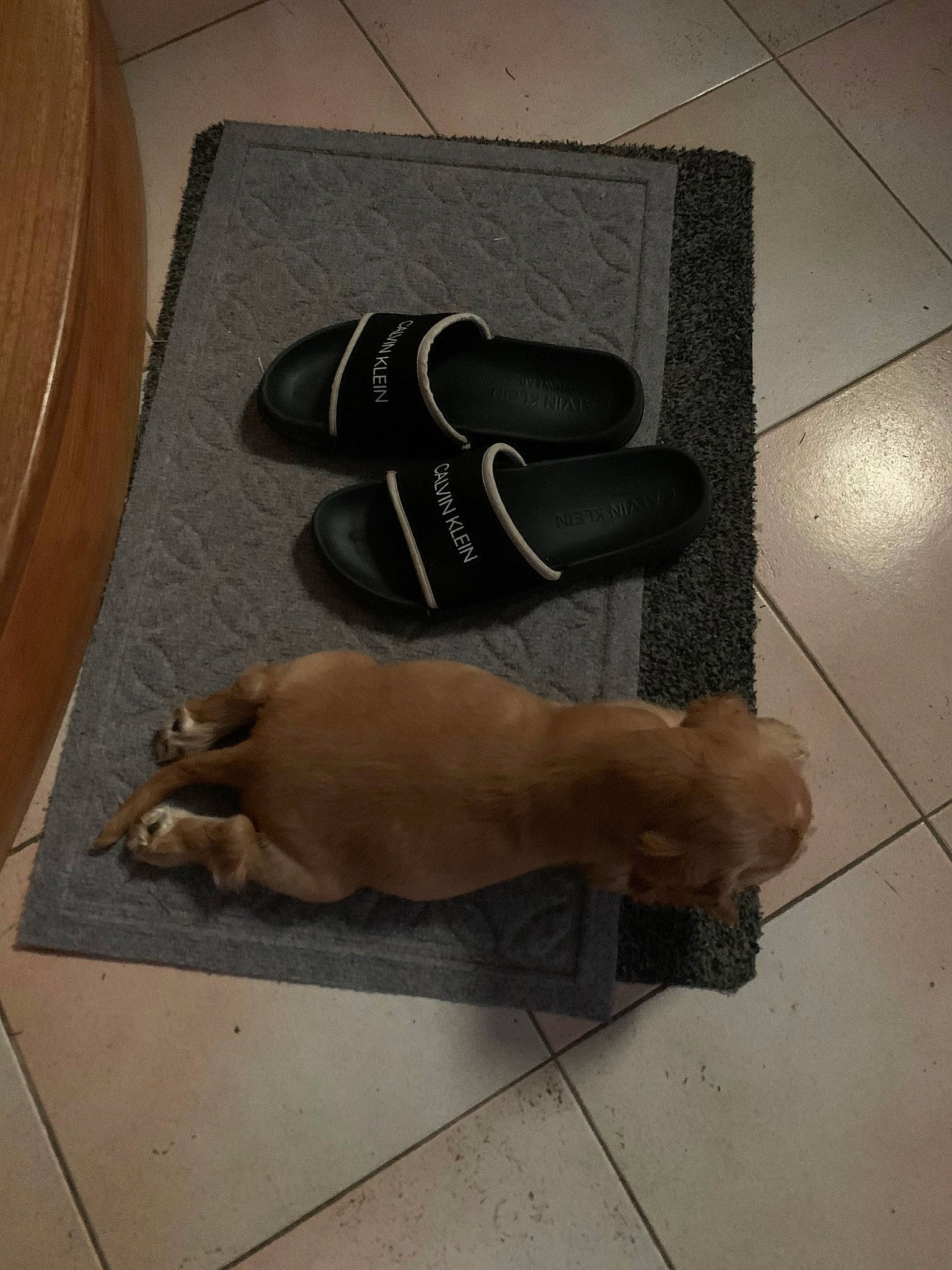 Tina participe au concours pour gagner de l'argent avec cette photo : art, boot, carnivore, companion_dog, dog, dog_breed, eyewear, fawn, fedora, floor, flooring, foot, hardwood, hat, human_leg, paper, personal_protective_equipment, shadow, sporting_group, wood