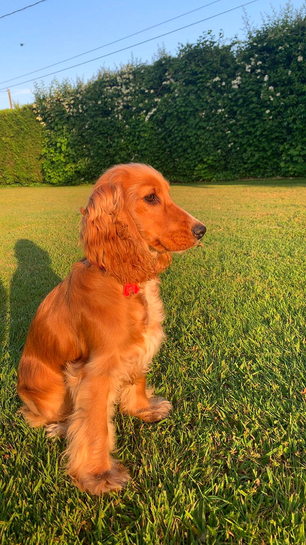 Tina participe au concours pour gagner de l'argent avec cette photo : canidae, carnivore, companion_dog, dog, dog_breed, dog_collar, fawn, grass, gun_dog, liver, plant, pointing_breed, retriever, sky, snout, spaniel, sporting_group, tail, tree, working_animal