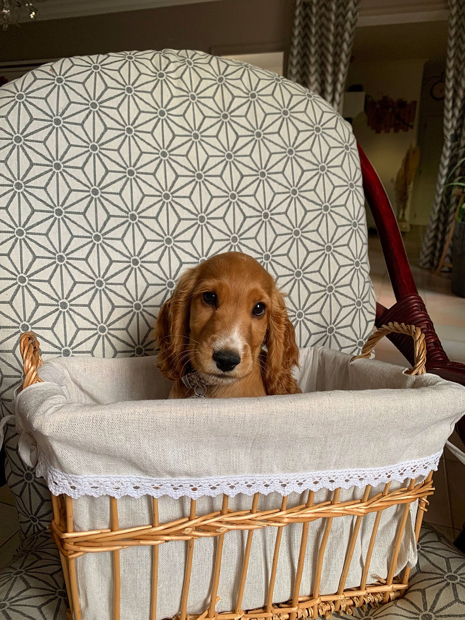Tina a rejoint le concours — aidez-le/la à gagner de superbes lots ! brown, carnivore, comfort, companion_dog, couch, dog, dog_breed, dog_supply, fawn, floor, hardwood, interior_design, linens, liver, living_room, pet_supply, pillow, product, rectangle, wood