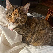 Olive joined the competition — help win amazing prizes! cat, tabby, pet, sleepy, relaxed, indoor, blanket, white, fur, animal, domestic_cat, resting, cozy, feline, cute, ears, whiskers, closeup, comfort, home