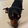 Peanut is registered to the contest to win money with this photo: dog, small_dog, black_dog, brown_dog, miniature_pinscher, close_up, pet, animal, canine, fur, ears, snout, whiskers, indoor, bathtub, bath, water, looking_down, cute, pet_portrait