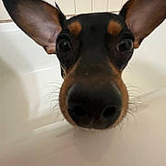 Peanut is registered to the contest to win money with this photo: dog, bathtub, closeup, ears, black_and_brown, pet, indoors, curious, snout, whiskers, tile, bathroom, wide_eyes, animal, muzzle, face, looking, canine, nose, fur