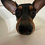dog, bathtub, closeup, ears, black_and_brown, pet, indoors, curious, snout, whiskers, tile, bathroom, wide_eyes, animal, muzzle, face, looking, canine, nose, fur