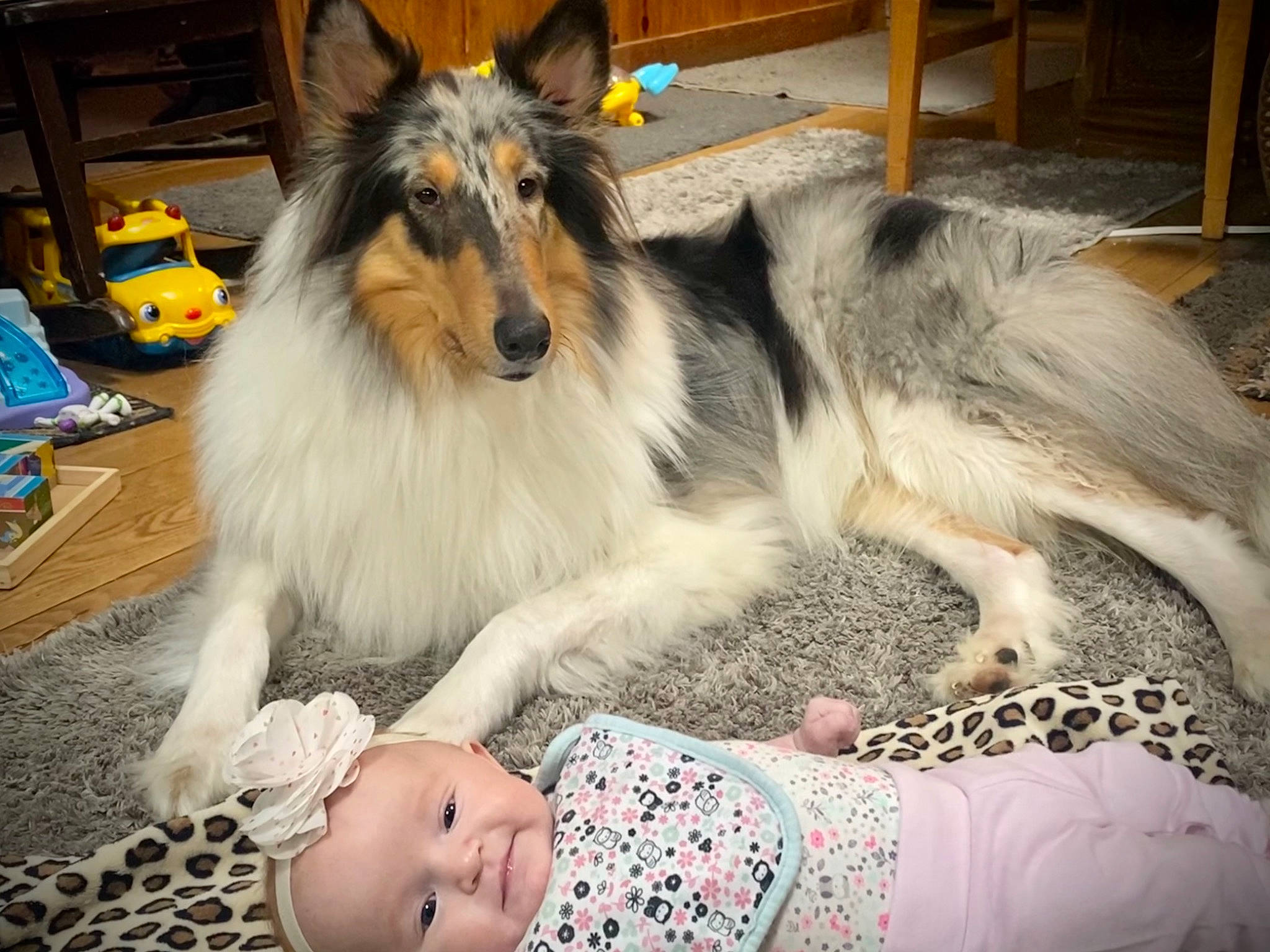 Gabriella is registered to the contest to win money with this photo: baby, bag, carnivore, collie, companion_dog, dog, dog_breed, event, flooring, foot, fun, fur, happy, herding_dog, pattern, person, rough_collie, scotch_collie, shetland_sheepdog, toddler