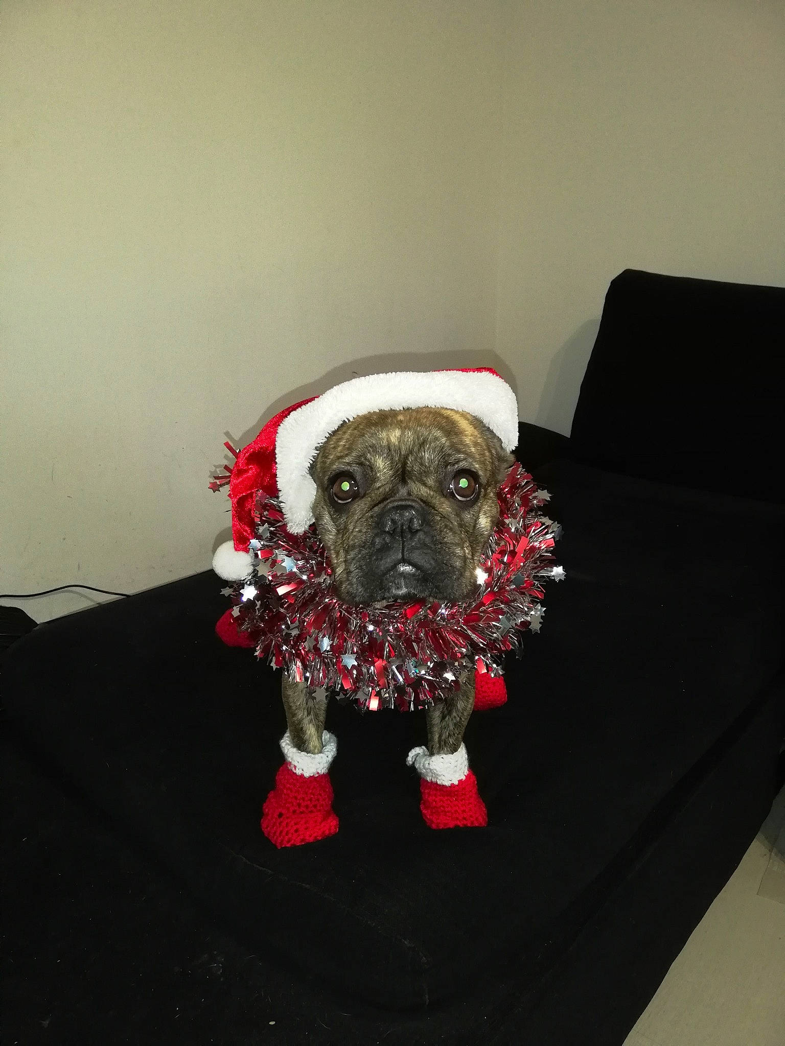 Nakia a rejoint le concours — aidez-le/la à gagner de superbes lots ! canidae, carnivore, christmas, companion_dog, dog, dog_breed, dog_clothes, fawn, non_sporting_group, pug, sporting_group, toy_dog