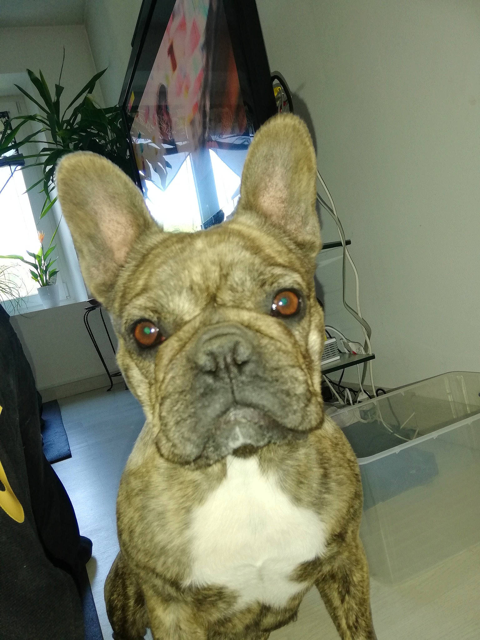 Nakia participe au concours pour gagner de l'argent avec cette photo : american_bulldog, ancient_dog_breeds, bulldog, canidae, carnivore, companion_dog, dog, dog_breed, ear, fawn, french_bulldog, mammal, non_sporting_group, old_english_bulldog, olde_english_bulldogge, rare_breed_dog, snout, toy_bulldog, vertebrate, whiskers