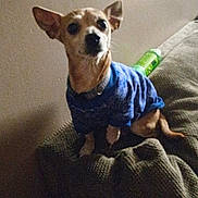 Chico is registered to the contest to win money with this photo: alcohol, animal, beer, bottle, canine, chihuahua, clothing, couch, cushion, dog, face, furniture, hat, head, homedecor, person, pet, photography, portrait, puppy