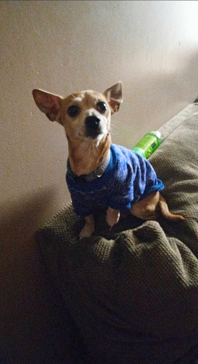 Chico