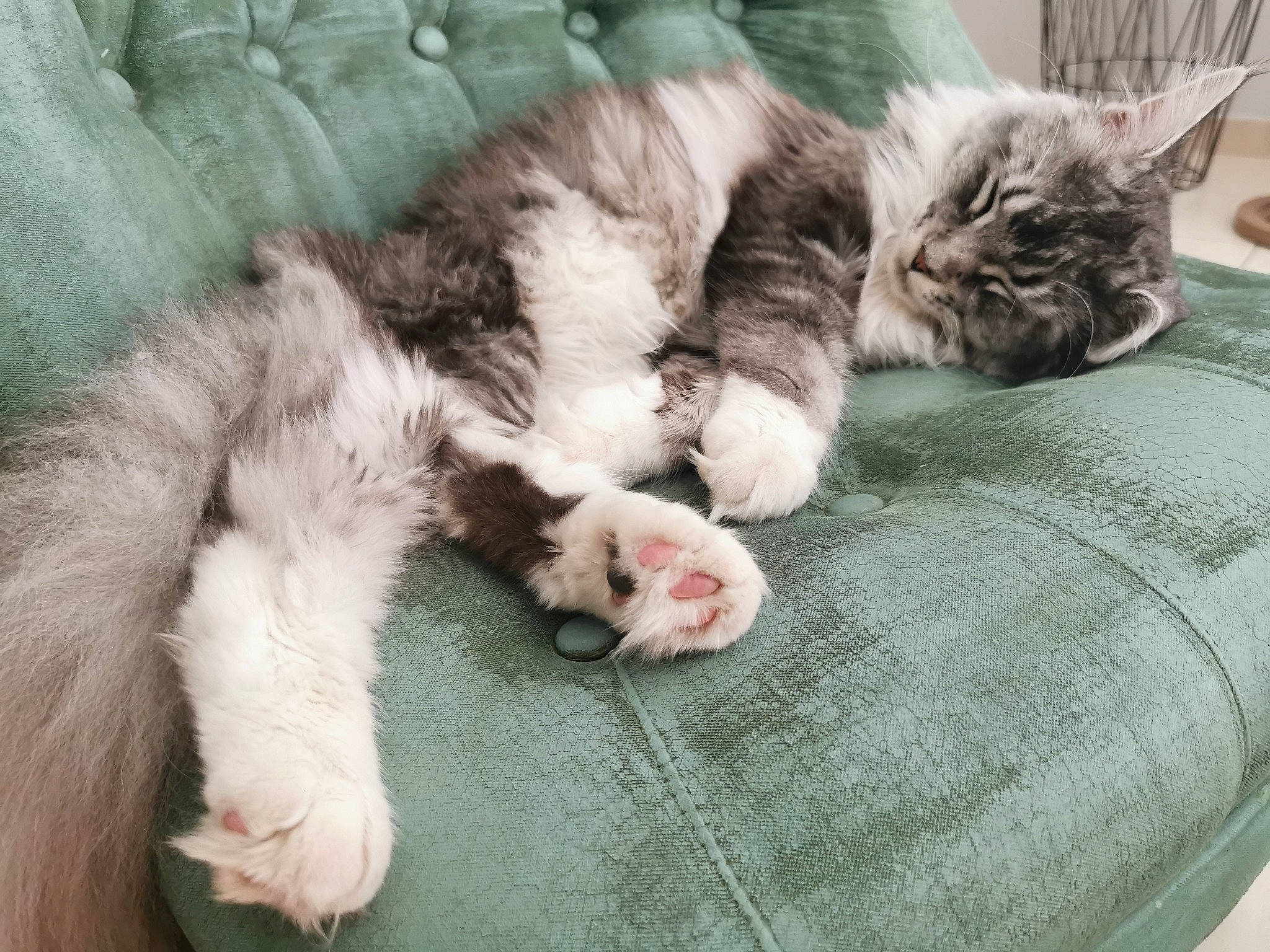 Kira participe au concours pour gagner de l'argent avec cette photo : carnivore, cat, claw, comfort, domestic_short_haired_cat, felidae, foot, fur, nap, paw, sleep, small_to_medium_sized_cats, snout, tail, toe, whiskers