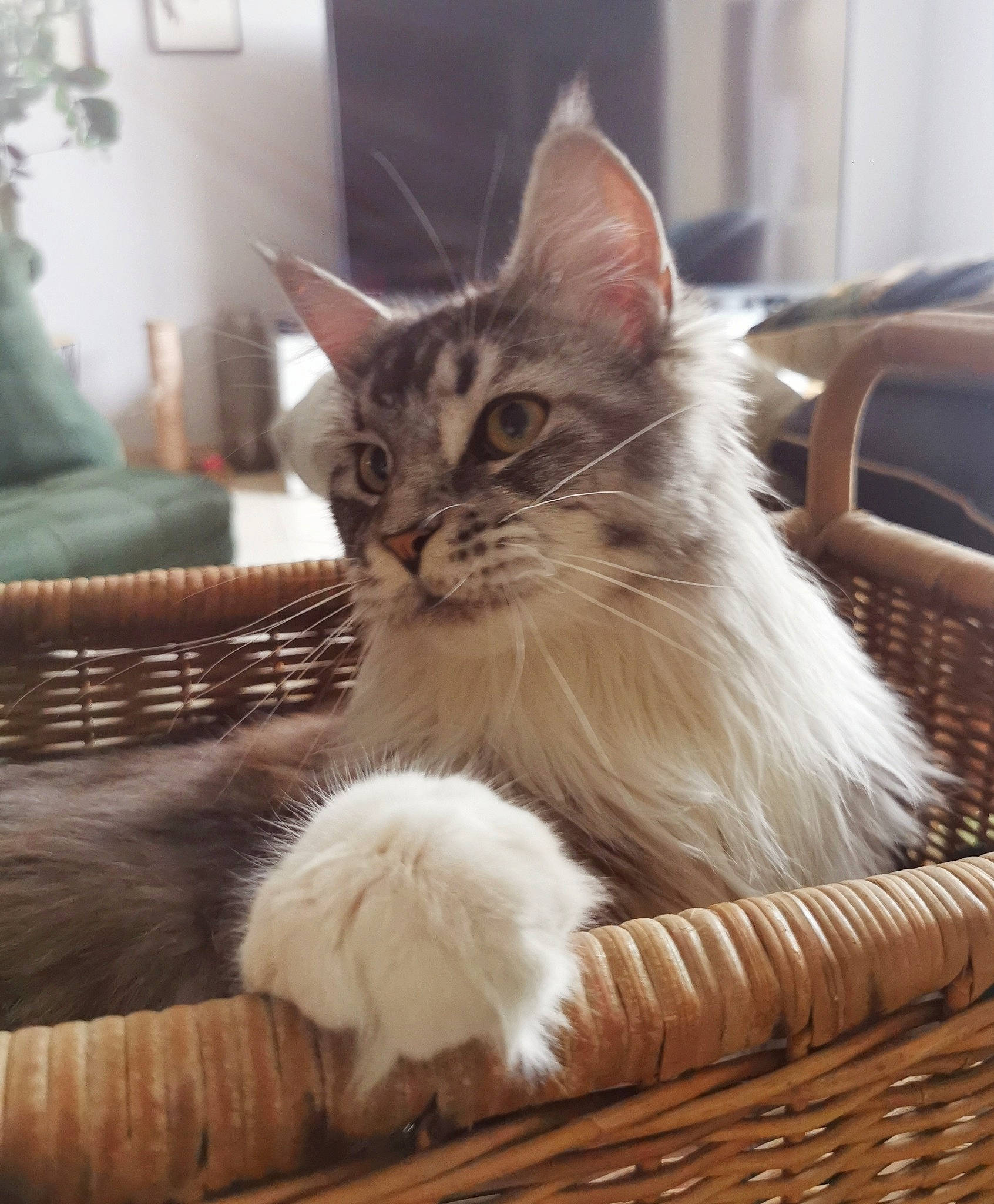 Kira a rejoint le concours — aidez-le/la à gagner de superbes lots ! box, carnivore, cat, claw, comfort, couch, domestic_short_haired_cat, fawn, felidae, fur, hardwood, paw, plant, sitting, small_to_medium_sized_cats, snout, tail, whiskers, window, wood
