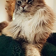 Kira participe au concours pour gagner de l'argent avec cette photo : cat, fluffy, long_hair, pet, indoor, relaxed, animal, feline, closeup, whiskers, ears, paw, soft, cozy, domestic, portrait, muzzle, cute, furry, resting