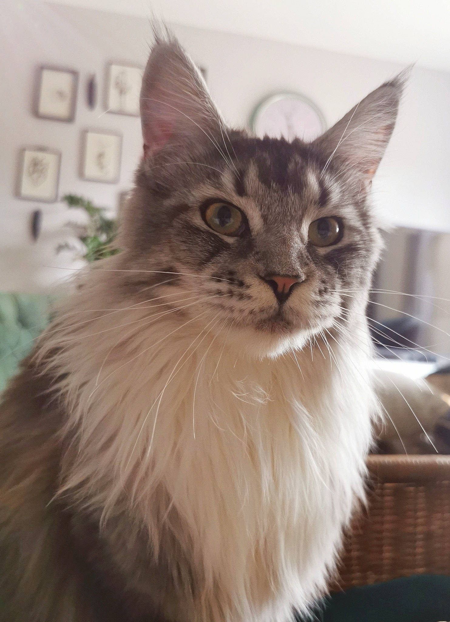 Kira participe au concours pour gagner de l'argent avec cette photo : box, british_longhair, carnivore, cat, claw, domestic_short_haired_cat, fawn, felidae, fur, maine_coon, paw, ragdoll, sitting, small_to_medium_sized_cats, snout, tail, terrestrial_animal, whiskers, window
