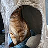 cat, orange_tabby, pet, animal, cozy, indoor, feline, plush_toy, cat_condo, curious, hiding, soft_texture, fur, whiskers, eye, cute, domestic_cat, resting, home, playful