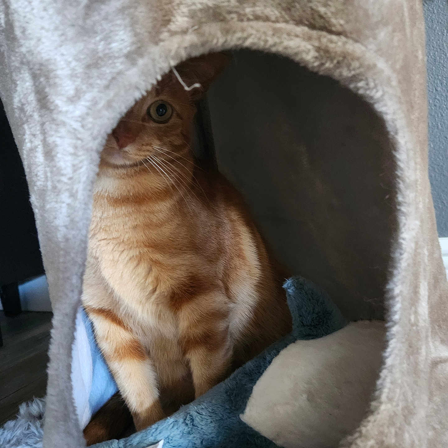 Bella