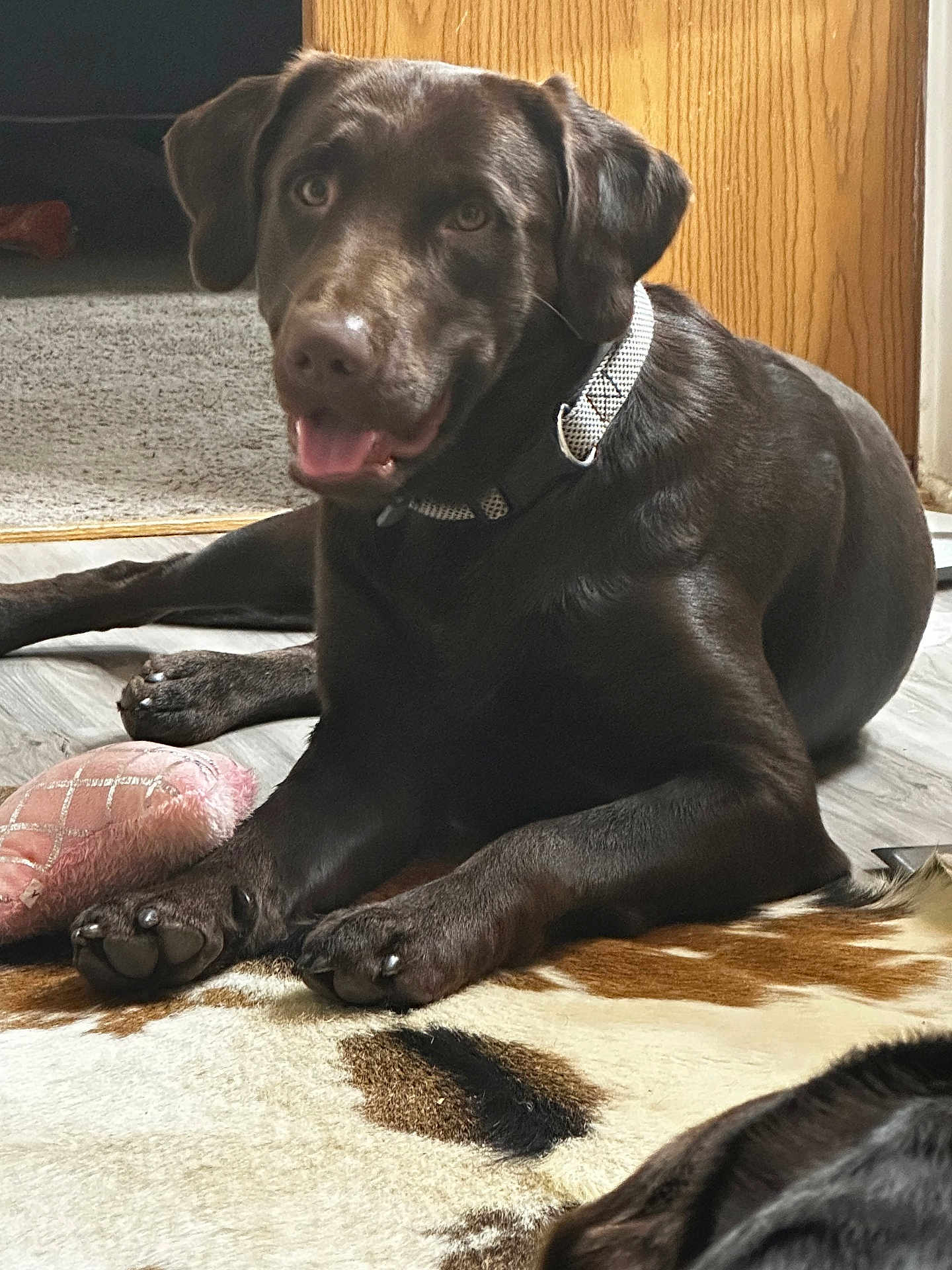 Tucker joined the competition — help win amazing prizes! animal, brown_fur, chocolate_labrador, close_up, collar, companion, dog, flooring, happy, indoor, labrador_retriever, nose, paw, pet, plush_toy, portrait, relaxed, rug, tongue_out, wood_panel