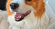Mochi joined the competition — help win amazing prizes! dog, corgi, pet, animal, canine, fluffy, happy, smiling, car_interior, seat, leather_seat, paw, close_up, portrait, sunlight, whiskers, fur, ears, nose, mouth