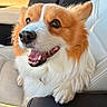 animal, canine, car_interior, close_up, corgi, dog, ears, fluffy, fur, happy, leather_seat, mouth, nose, paw, pet, portrait, seat, smiling, sunlight, whiskers