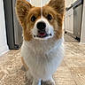 Mochi joined the competition — help win amazing prizes! dog, corgi, pet, animal, indoor, kitchen, floor, tile, fur, ears, cute, looking_up, tongue, white, brown, adorable, companion, domestic, friendly, waiting