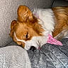 Mochi is registered to the contest to win money with this photo: dog, sleeping, corgi, pet, cozy, blanket, collar, fur, resting, indoors, cute, canine, comfortable, nap, fur_texture, pink_collar, sofa, domestic_animal, relaxation, animal