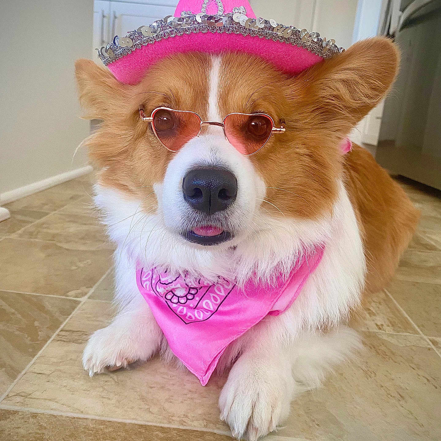 Mochi is registered to the contest to win money with this photo: dog, corgi, hat, pink, sunglasses, bandana, indoor, floor, pet, cute, animal, fashion, accessory, portrait, lying_down, brown, white, small_dog, tongue_out, funny