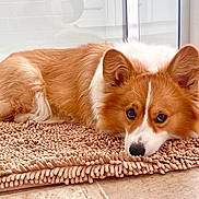 Mochi joined the competition — help win amazing prizes! dog, corgi, pet, animal, lying_down, indoor, rug, brown, white, fur, ears, floor, cute, looking, relaxed, companion, portrait, domestic_animal, canine, resting