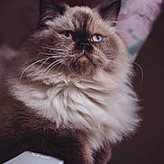 Ciel is registered to the contest to win money with this photo: cat, fluffy, blue_eyes, portrait, close_up, feline, long_hair, whiskers, soft_fur, pet, animal, indoor, cute, majestic, mammal, domestic_cat, focused, calm, sitting, furry