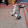abyssinian, animal, architecture, basket, building, cat, couch, furniture, hardwood, homedecor, indoors, kitten, linen, manx, person, pet, rug, siamese, sleeping, wood