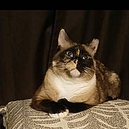 Doja Sterud is registered to the contest to win money with this photo: cat, feline, pet, animal, cute, resting, cushion, patterned, indoor, portrait, brown, white, black, fur, whiskers, ears, eyes, relaxed, background, closeup