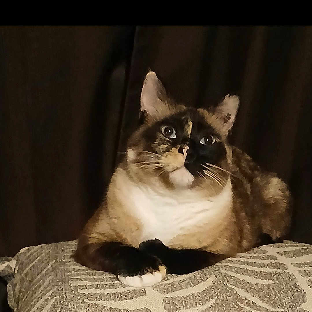 Doja Sterud is registered to the contest to win money with this photo: cat, feline, pet, animal, cute, resting, cushion, patterned, indoor, portrait, brown, white, black, fur, whiskers, ears, eyes, relaxed, background, closeup