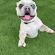Chase is registered to the contest to win money with this photo: dog, happy, playful, grass, outdoor, pet, canine, tongue_out, heterochromia, brown_eye, blue_eye, jumping, excited, fur, collar, animal, cute, friendly, closeup, summer