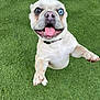 dog, happy, playful, grass, outdoor, pet, canine, tongue_out, heterochromia, brown_eye, blue_eye, jumping, excited, fur, collar, animal, cute, friendly, closeup, summer