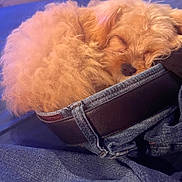 Bexley is registered to the contest to win money with this photo: dog, puppy, small_dog, fluffy, curly_fur, golden_fur, sleeping, resting, curled_up, pet, animal, cute, tote_bag, denim, bag, indoor, closeup, cozy, soft_lighting, portrait