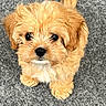 dog, puppy, golden, fluffy, long_hair, small_dog, portrait, close_up, adorable, cute, brown_fur, tan_fur, black_nose, dark_eyes, paws, sitting, indoor, carpet, textured_floor, pet