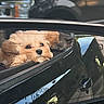 Bexley is registered to the contest to win money with this photo: dog, dogs, puppy, fluffy, small_dog, toy_breed, car, car_window, vehicle, passenger, pet, animal, adorable, curious, face, fur, brown, cream, outdoor, reflection
