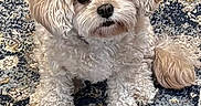 Bexley joined the competition — help win amazing prizes! dog, small_dog, fluffy, white_fur, cream_fur, sitting, indoors, rug, carpet, portrait, pet, cute, long_hair, dark_eyes, black_nose, front_view, home, floor, patterned_background, photography