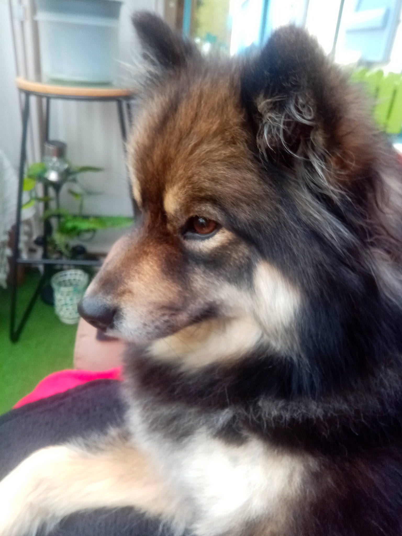 Roxane participe au concours pour gagner de l'argent avec cette photo : ancient_dog_breeds, canidae, canis, carnivore, chair, companion_dog, dog, dog_breed, fawn, flowerpot, fur, herding_dog, houseplant, plant, snout, sporting_group, terrestrial_animal, whiskers, working_animal, working_dog