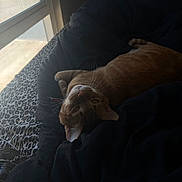 Baba joined the competition — help win amazing prizes! cat, ginger_cat, indoor, window, blanket, bed, leopard_print, relaxing, feline, pet, cozy, resting, natural_light, sleepy, domestic_cat, fur, whiskers, soft_light, animal, comfortable