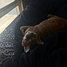 cat, ginger_cat, indoor, window, blanket, bed, leopard_print, relaxing, feline, pet, cozy, resting, natural_light, sleepy, domestic_cat, fur, whiskers, soft_light, animal, comfortable