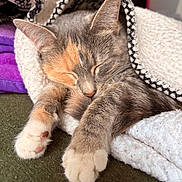 Patches joined the competition — help win amazing prizes! cat, sleeping, blanket, cozy, fur, paws, indoor, resting, cute, pet, animal, soft, comfort, closeup, relaxing, warm, feline, whiskers, nap, domestic