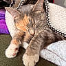 cat, sleeping, blanket, cozy, fur, paws, indoor, resting, cute, pet, animal, soft, comfort, closeup, relaxing, warm, feline, whiskers, nap, domestic