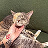 Patches is registered to the contest to win money with this photo: cat, pet, hand, tattoo, scratching, relaxation, feline, couch, green_background, whiskers, closeup, content, domestic_animal, fur, indoor, resting, happy, animal, comfort, human_interaction