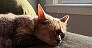 Patches joined the competition — help win amazing prizes! cat, tabby, sleeping, napping, couch, green_couch, sunlight, window, indoor, pet, animal, fur, whiskers, ears, relaxed, cozy, shadow, daylight, home, rest