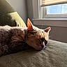 cat, tabby, sleeping, napping, couch, green_couch, sunlight, window, indoor, pet, animal, fur, whiskers, ears, relaxed, cozy, shadow, daylight, home, rest