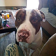 Kilo is registered to the contest to win money with this photo: dog, indoor, brown_and_white, close_up, floor, couch, coffee_table, prescription_bottles, can, person, jeans, patch, wooden_floor, light, window, curious, pet, living_room, casual, furniture