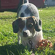 Gertie is registered to the contest to win money with this photo: dog, grass, toy, outdoor, sunlight, greenery, leash, playful, pet, animal, nature, tree, vehicle, daytime, canine, ears, nose, spot, tail, yard