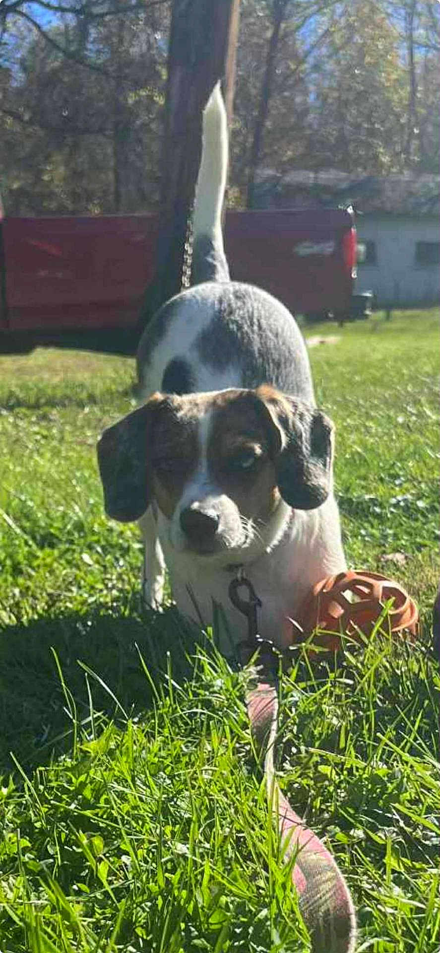 Gertie