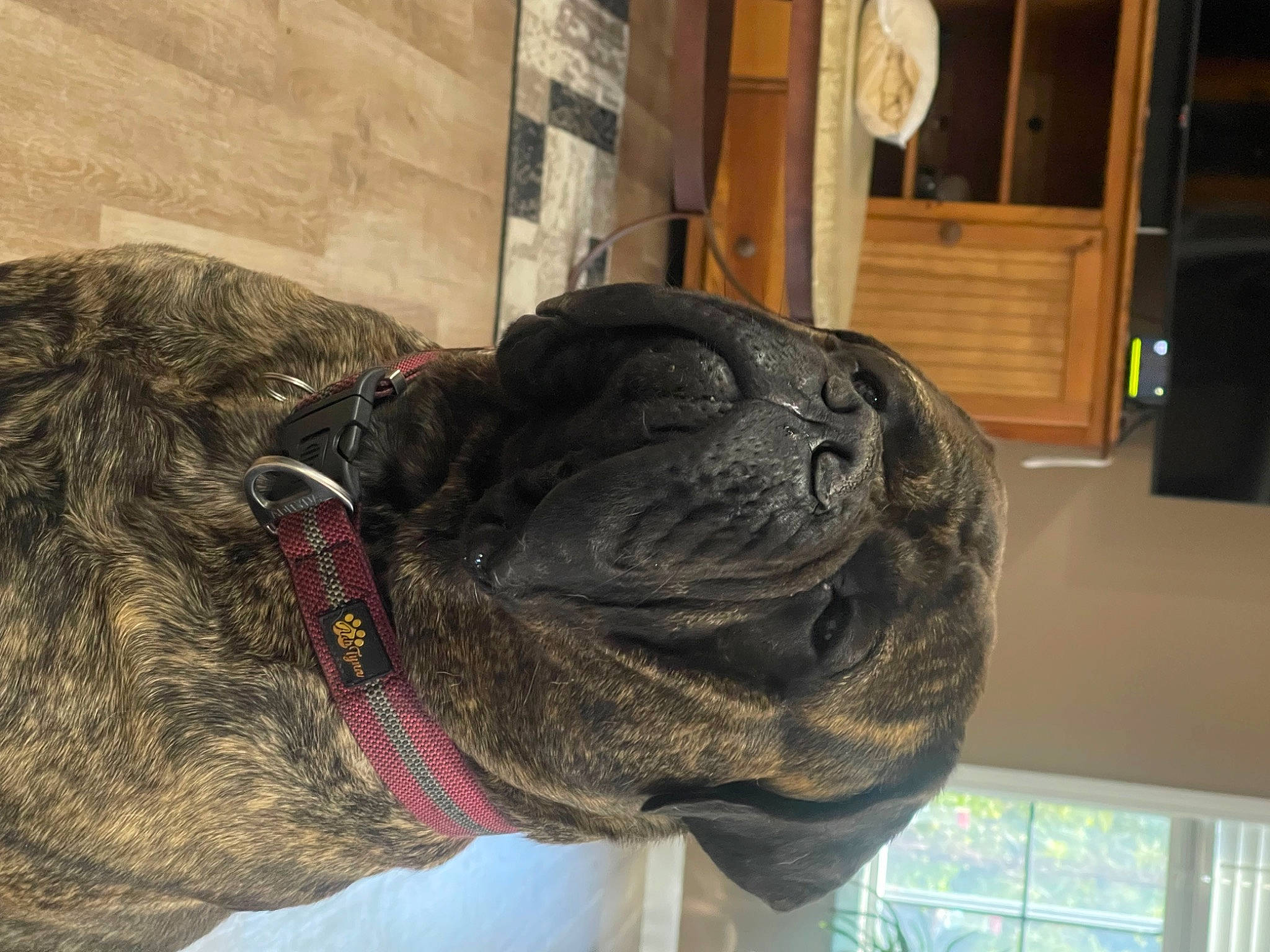 Rip joined the competition — help win amazing prizes! automotive_tire, canidae, carnivore, collar, companion_dog, dog, dog_breed, dog_collar, fawn, fur, liver, non_sporting_group, snout, sporting_group, terrestrial_animal, thread, wood, wool, working_animal, wrinkle